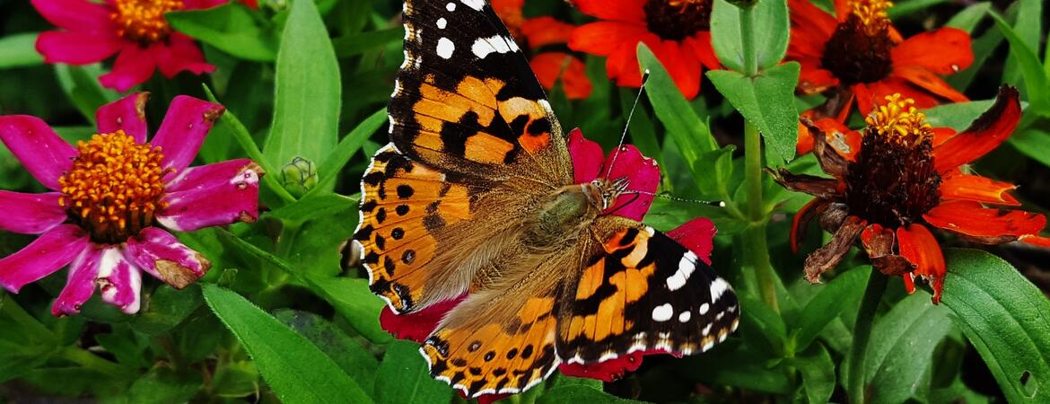 painted lady butterfly